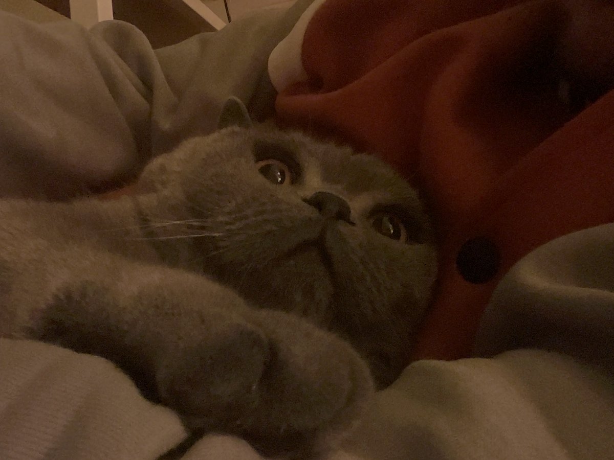 SladeTheBat's tweet photo. @bravepupper I don’t have a dog, but have this. Cats are superior anyway https://t.co/3sCxjq9Sfe