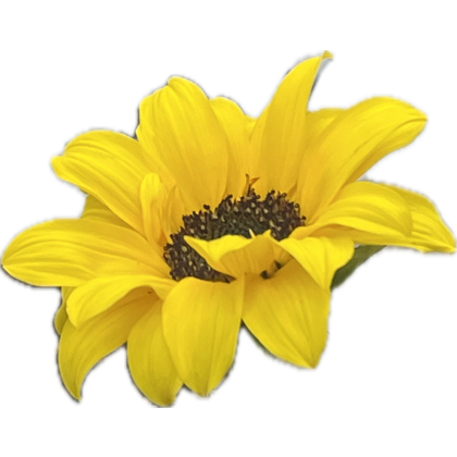 VirginBores's tweet photo. It's nearly spring
Make sure your Perth water bore is ready to go for your beautiful garden.
Call Virgin Bores on 9246 0111.
##perthgardens #perthhome #water #perthplants #perthhomes #wahomes #perthproperty #perthplantpeople #homeandgarden #plantlovers #perthspring #perth https://t.co/DrpblZV7B7