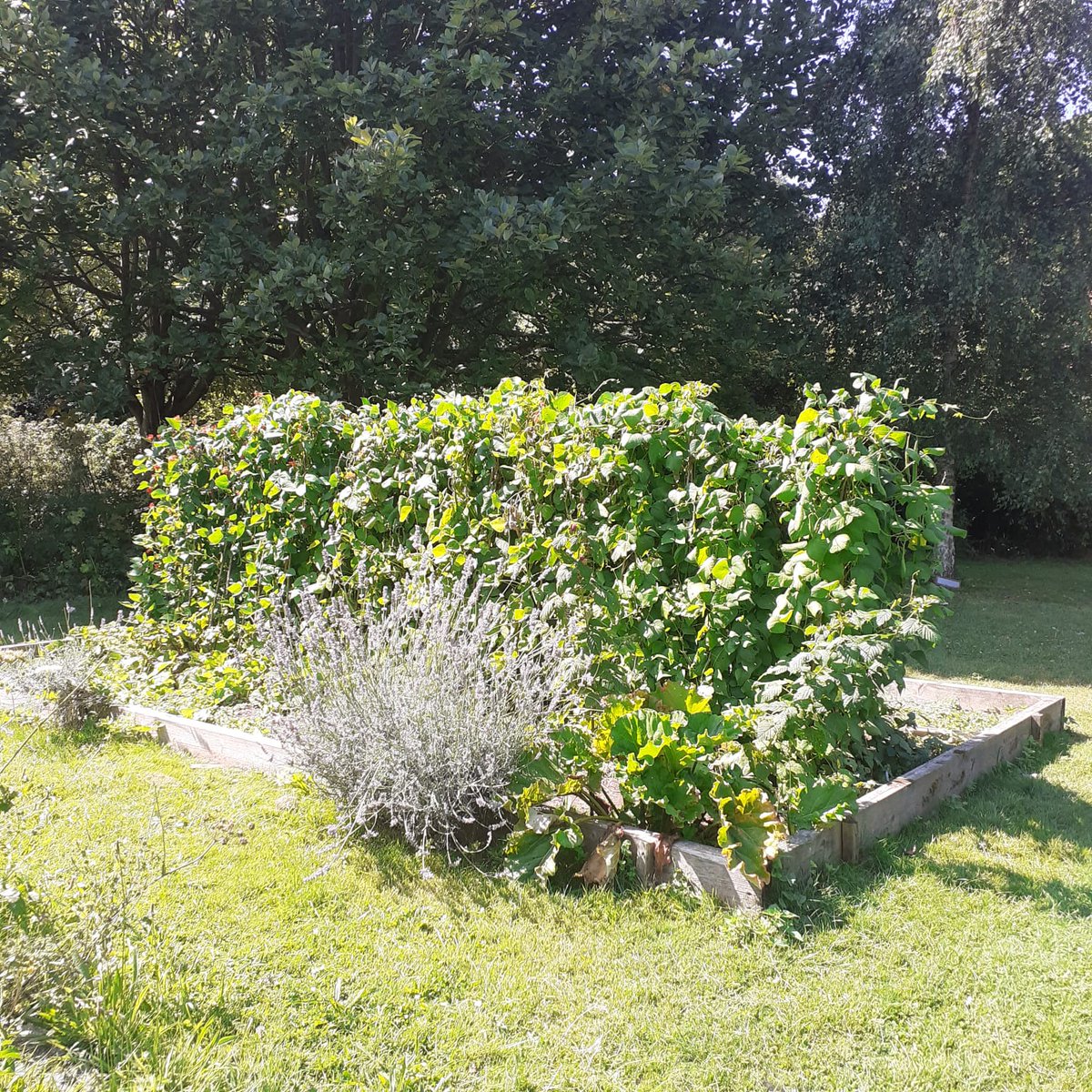 thebaytrust's tweet photo. Looks to us like there's plenty more veg on the way from our vegetable patches in #ThePinesGarden. The hugelkultur and swale beds are certainly bearing fruit (quite literally) this season!

#growyourown #permaculturevegetablegarden #kentproduce #thepinesgarden https://t.co/YFnbgLKzsN