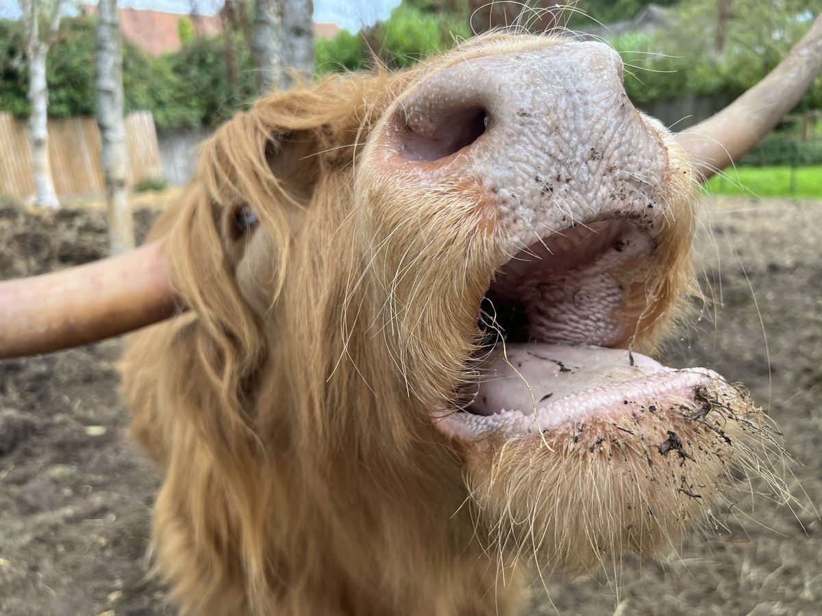 Adrian Liston tweet media