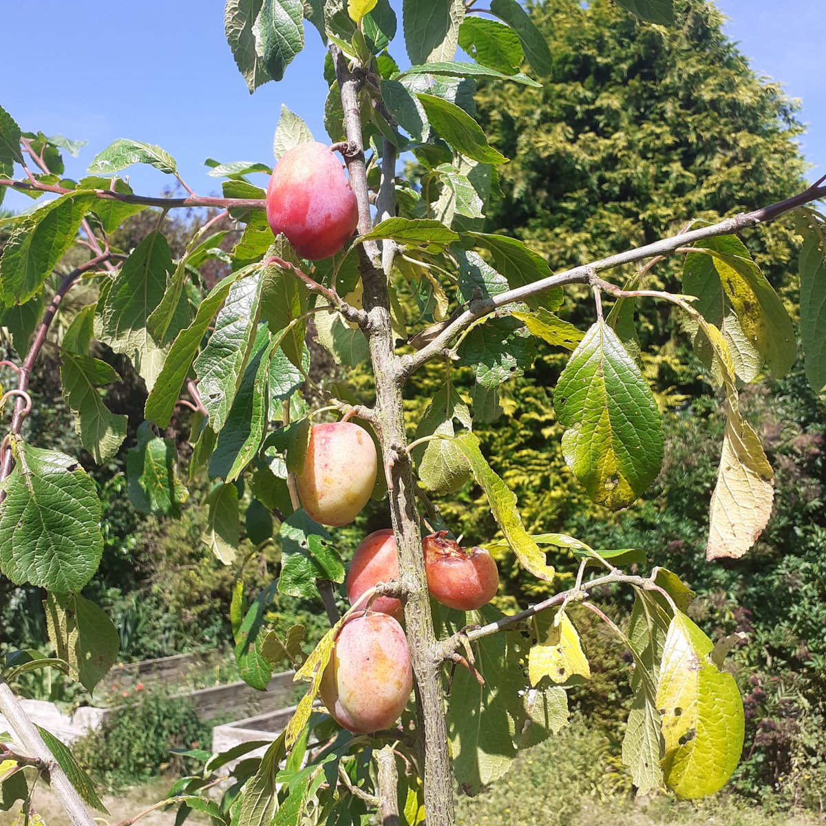 thebaytrust's tweet photo. A few days ago we said that our growing areas in The Pines Garden are bearing fruit. Well here's the proof! Raspberries, Victoria plums, and Warwickshire Droopers. All recipe suggestions welcome.
#kentfruit #thepinesgarden #growyourown #permaculturegardening #regenerativegarden https://t.co/OxkLuJZG6q