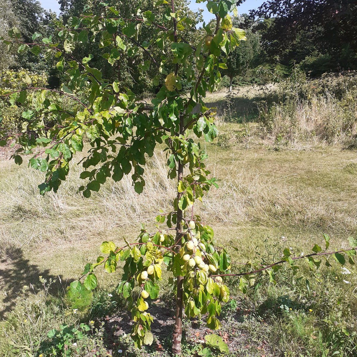 thebaytrust's tweet photo. A few days ago we said that our growing areas in The Pines Garden are bearing fruit. Well here's the proof! Raspberries, Victoria plums, and Warwickshire Droopers. All recipe suggestions welcome.
#kentfruit #thepinesgarden #growyourown #permaculturegardening #regenerativegarden https://t.co/OxkLuJZG6q