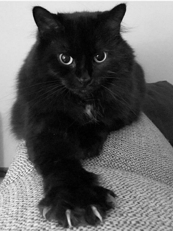Black cats are not bad luck tweet media