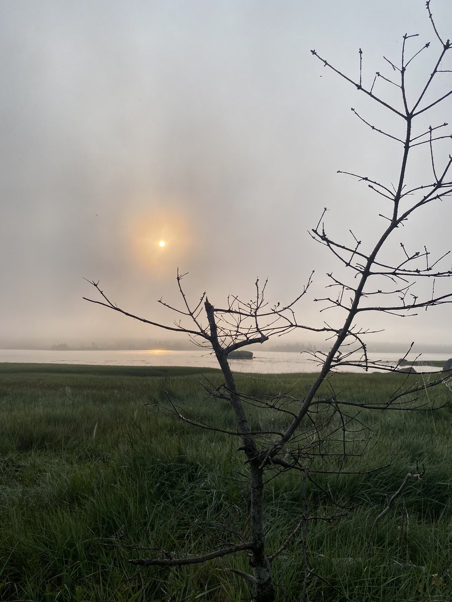 john macleod tweet media