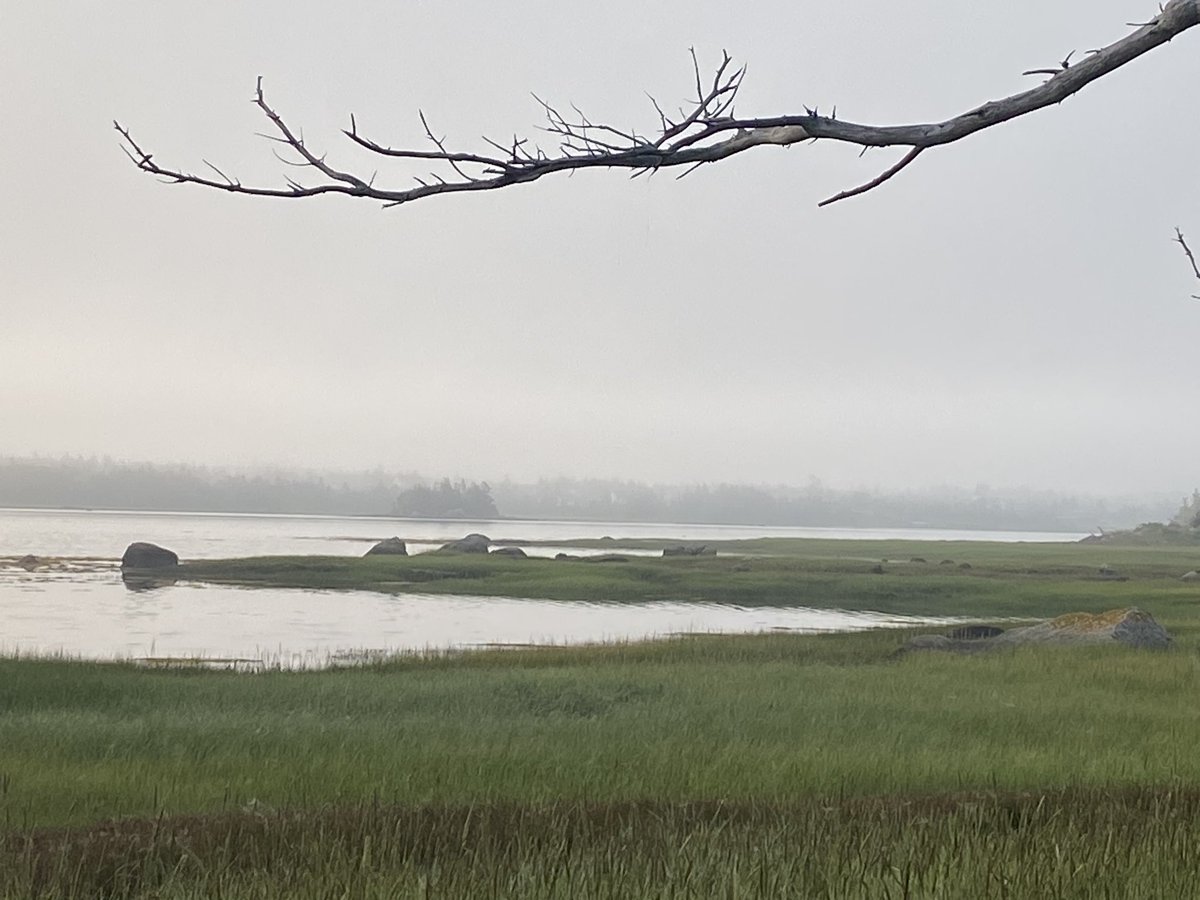 john macleod tweet media