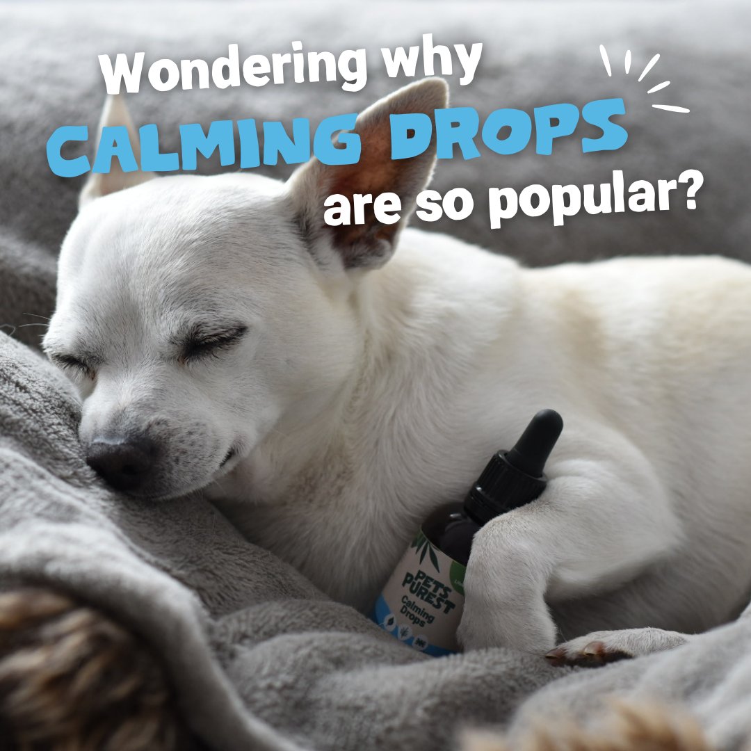 Pets Purest tweet media