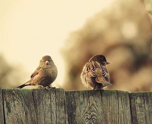 jamaliaat's tweet photo. نقلُ الجبال الرواسي من أماكنها
                    أخفُّ من رَدّ قلبٍ حين ينصرفُ! (م)

#جماليات 
#مساء_الخير https://t.co/Ph3n5MTcak