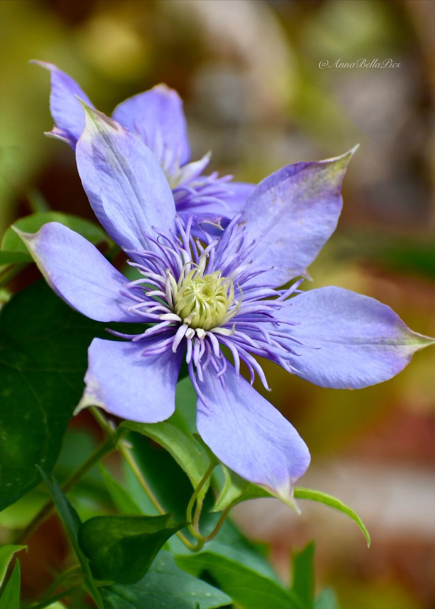 Loving the summer reblooms on clematis ‘Blue Light’🩵🌿 #gardening #flowers