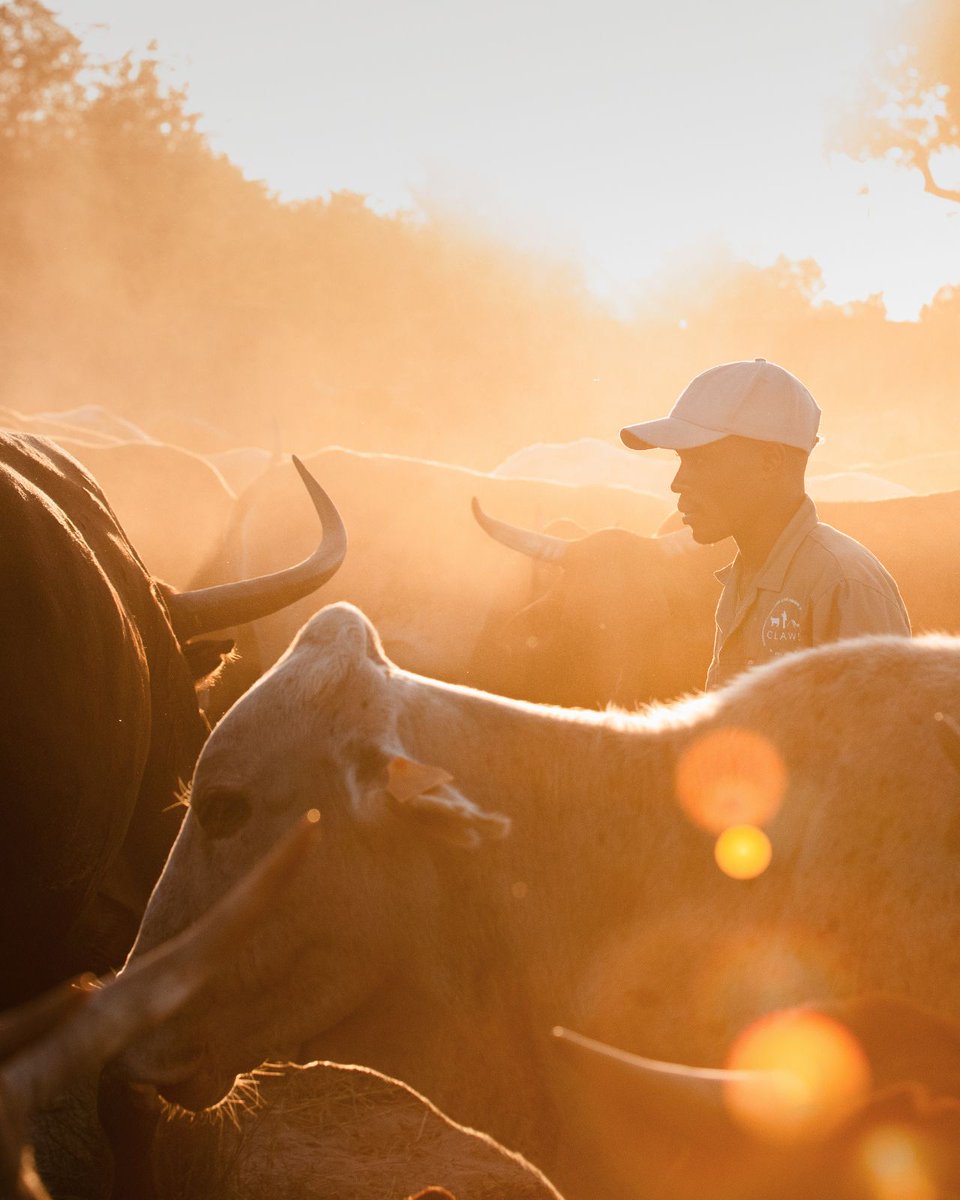 Wilderness proudly won 2 Virtuoso Travel Week 2024 awards: Sustainable Leadership for our Rhino Ranger programme &amp; Best Sustainability Community Partner, recognising our commitment to sustainable travel
👀 👉 bit.ly/3SRxd1N

#Wilderness #Sustainability #VirtuosoTravel