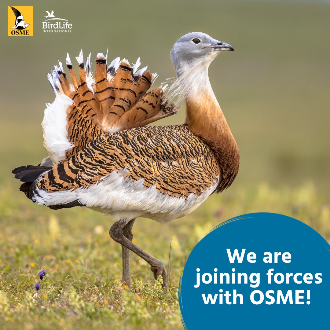 _OSME's tweet image. We're thrilled to join forces with #BirdLifeInternational! The partnership was formalised at #GlobalBirdfair. We'll strengthen links, grow capacity and enhance the conservation of species and habitats throughout the #EastAfricanEurasianFlyway #OSMEwork #OSMEregion