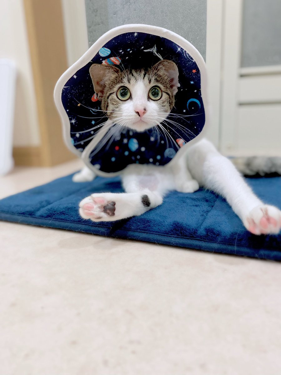 amaoto888's tweet photo. cosmicこはこは🐈♡

ぐるナイおみや当たるといいにゃー🐱
#ぐるナイ
#おみやのまもる https://t.co/UMdpeZbvvS
