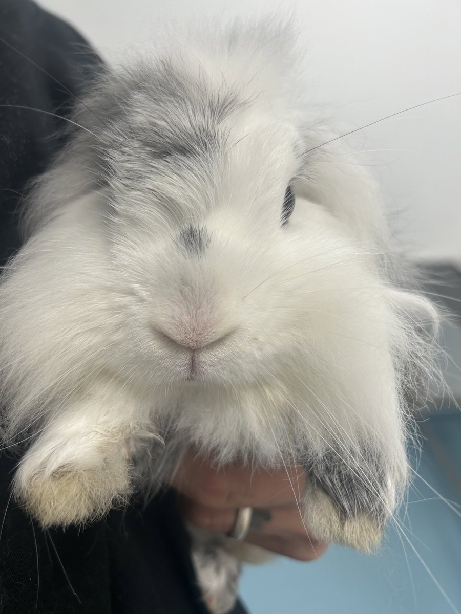 carrotcottagerr's tweet photo. The number of reposts on this pic will show us just how many of our followers are active and ready to save bunnies….go 🥰🥰🥰 #TeamCarrotCottage https://t.co/9an5ryDqI2