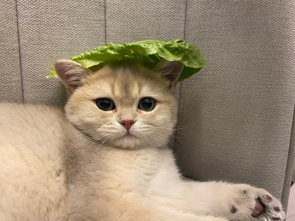 PuddingPredicts's tweet image. Do you like my hat? Gmeow