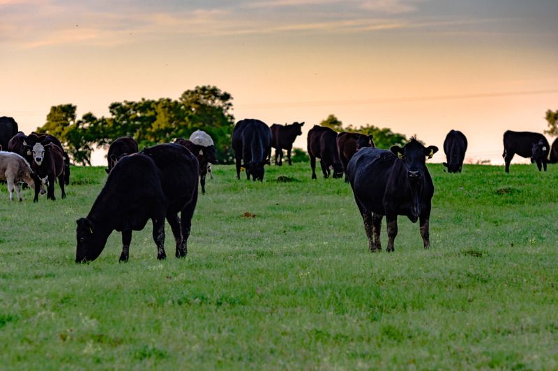 The Southeast #Nebraska Pasture &amp; Acreage Expo will help both experienced &amp; first-time landowners learn animal &amp; #pasture management strategies to maximize the value of their properties &amp; livestock operations. Learn more » buff.ly/3WTbjN8 

#NebExt #forage #ag