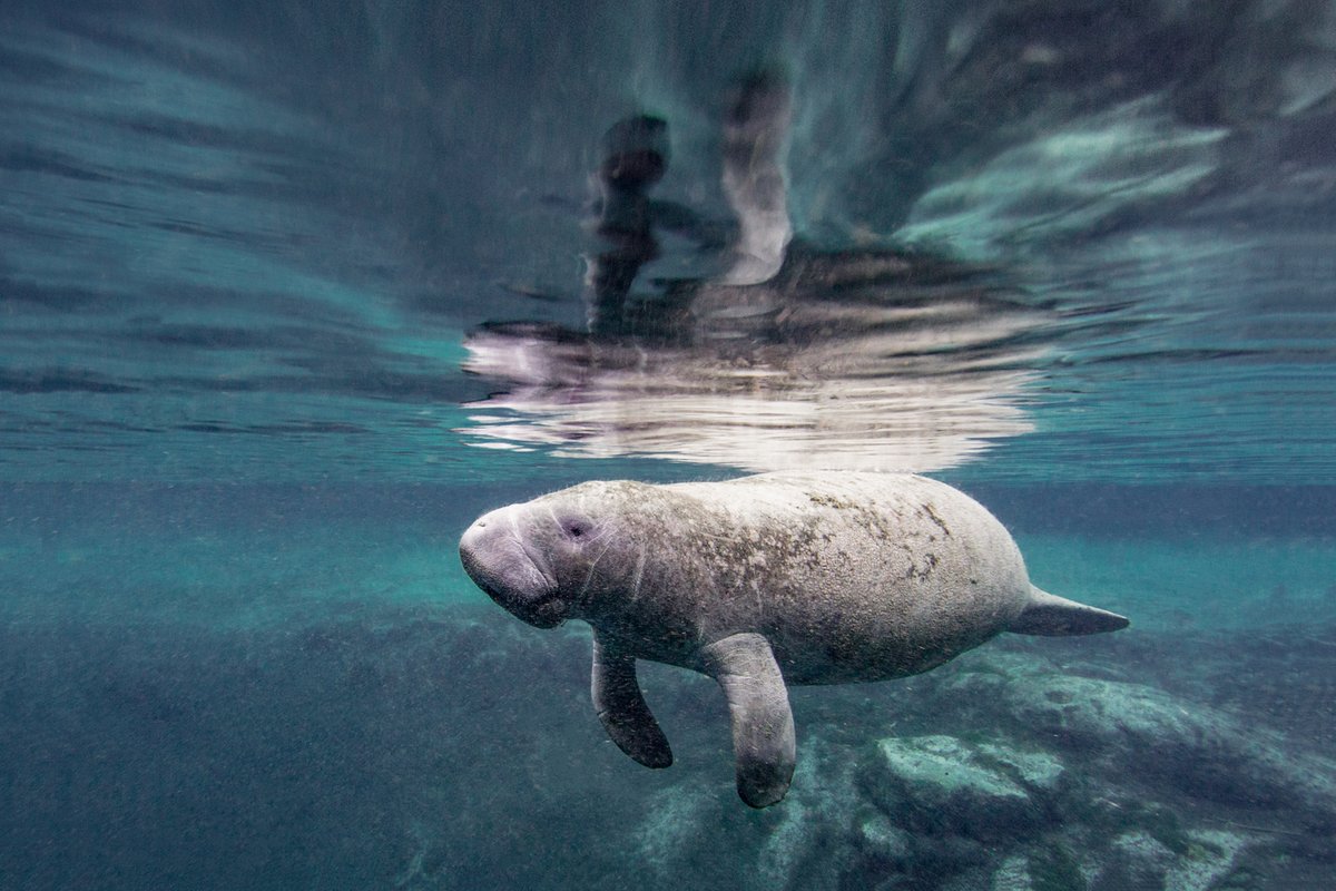 #ThrowbackThursday to January 2014

West Indian manatee in repose, Three Sisters Spring, Crystal River, Florida USA

#photography