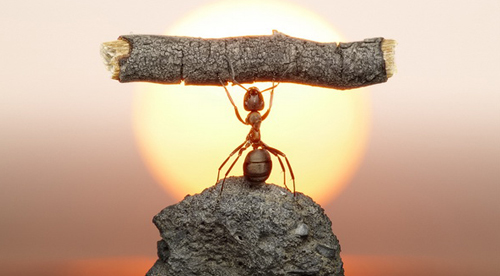 TriviaMonsterTM's tweet image. Ants can lift up to 50 times their own body weight and pull up to 30 times their weight! If a human had the same strength-to-weight ratio, they could lift a car! Next time you see an ant, remember you're looking at a tiny superhero. 🐜💪 #InsectPower #Trivia #Ants