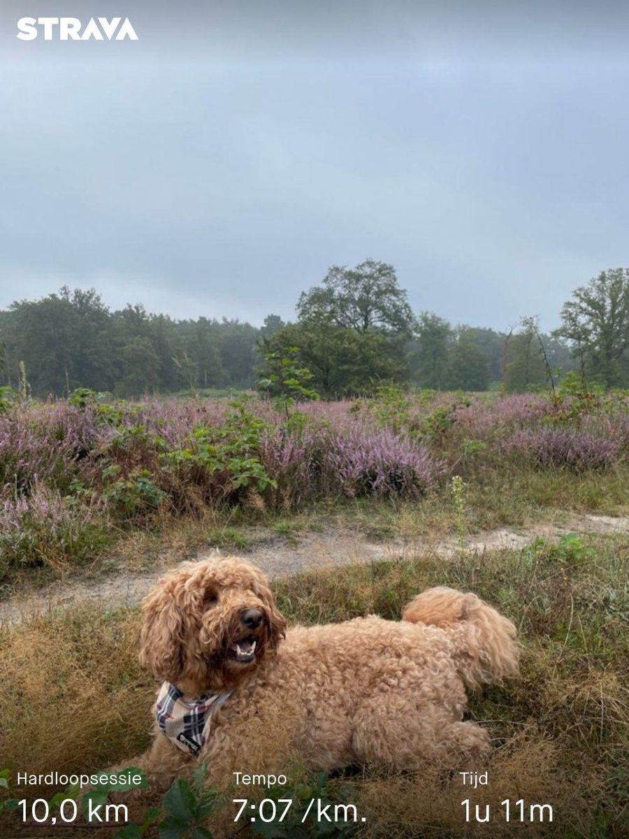 Bommel ging vandaag mee. En wat een energie dat die heeft.. #loverunning in het #leudal de #groenehuiskamer van #limburg  ⁦<a href="/loopmaatjes/">Loopmaatjes</a>⁩ ⁦<a href="/LoveRunningNL/">LoveRunning</a>⁩ strava.app.link/9f7Rwi444Lb