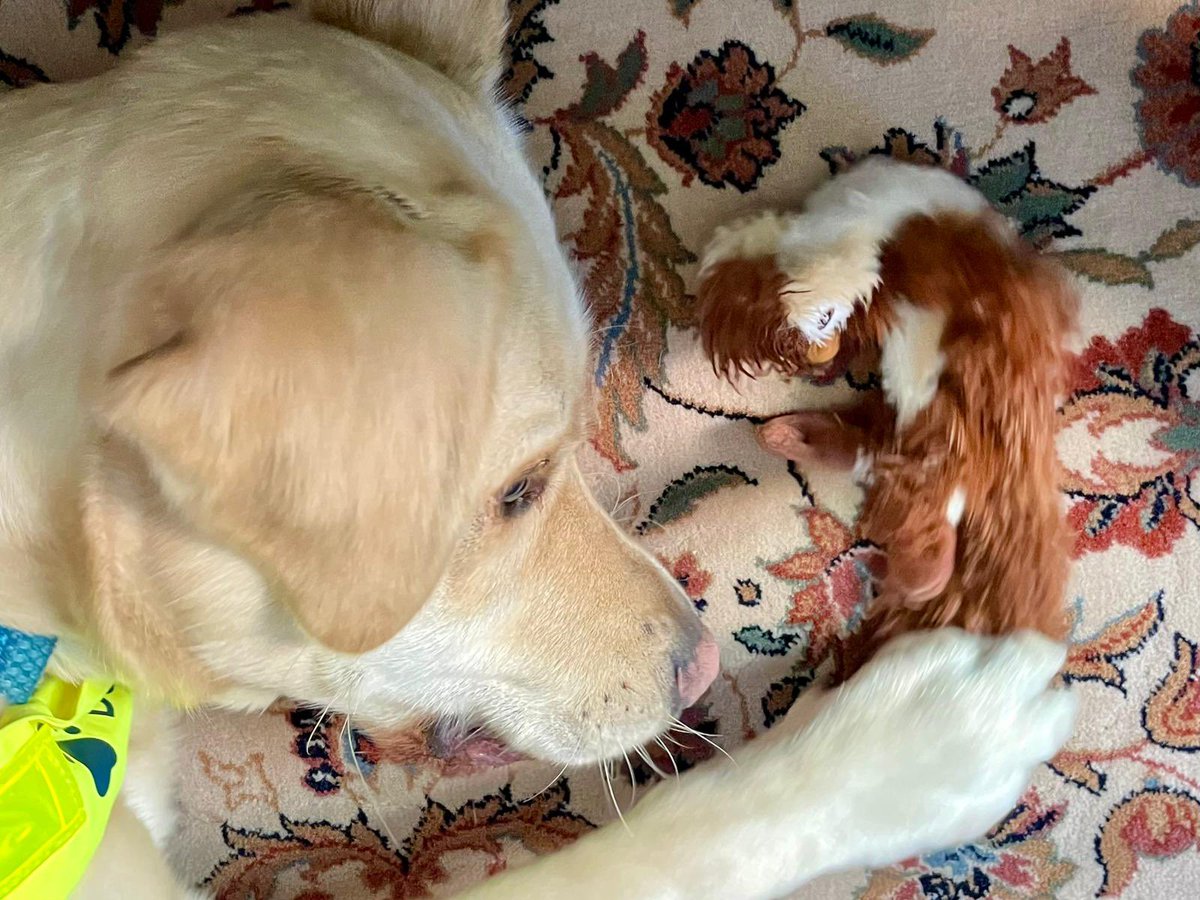 AmbassadogOtto's tweet photo. 🦮🐿️🤗 When @VictoriaH_FCDO  and I visited The Ministry of Foreign and European Affairs to hand over copies of her letters of Creedence, Rok Srakar gave me this lovely squirrel. It doesn’t run as fast as squirrels in London but is more  squeaky and  chewy. Thanks @MZEZ_RS.  🇬🇧🇸🇮 https://t.co/LiaXx0mfRH