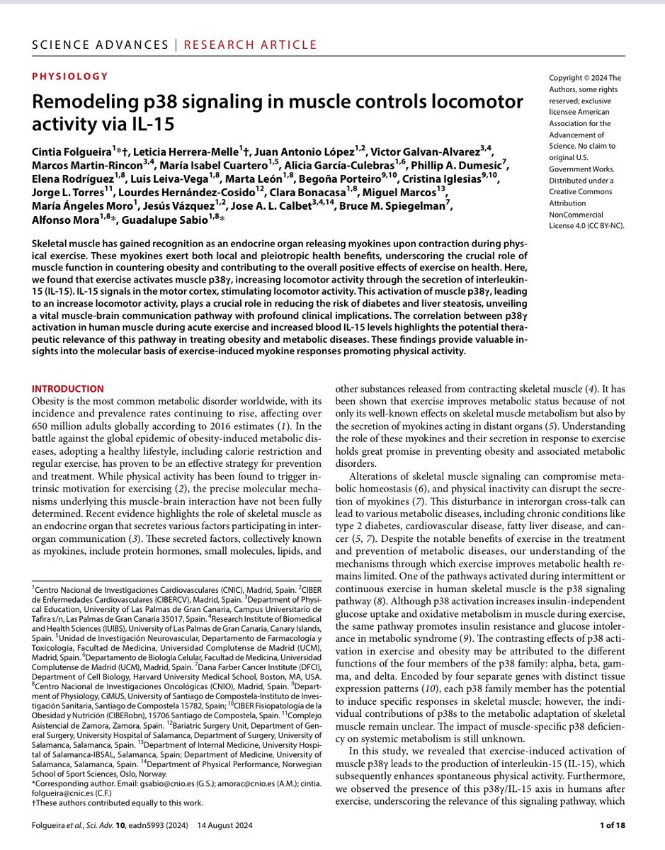 Se identifica una vía de señalización molecular entre músculo y cerebro (p38α y p38γ se activaban en el músculo e IL-15 aparece en sangre) que regula las ganas de seguir haciendo ejercicio físico. science.org/doi/epdf/10.11…