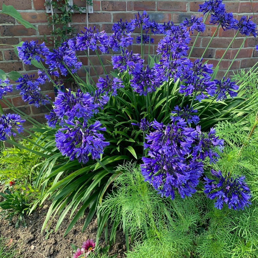 We've already had some fantastic entries into our Flower Power Photo Competition so thought we would share a few along the way....

To enter send in your photos along with a short description and be in for a chance to win a £50 voucher: buff.ly/3LzyJlc