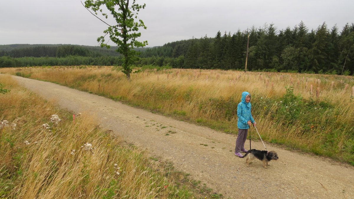 WaltonBob's tweet photo. At 185m on Housedale Rigg @Dalby_Forest is the Forest Eye, a land artwork created by @sandinyoureye in 2022.
In the shape of a child's eye, it is 300m across containing 5,000 broadleaf-species trees planted by children. They can return to see their trees grow & mature #eyehope. https://t.co/dBgj7c6RfD