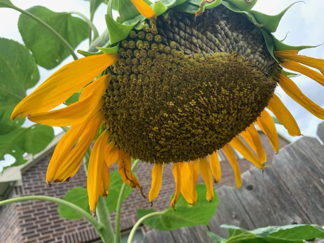 heirloomroots's tweet image. Good luck in the competition! 🌻 They look very pretty and so big. What variety are they? Do you use any special fertilizer, organic or synthetic? 
Here are mine—they're Mongolian giant sunflowers. 🌻 #Sunflowers #GardenCompetition #GrowingTips