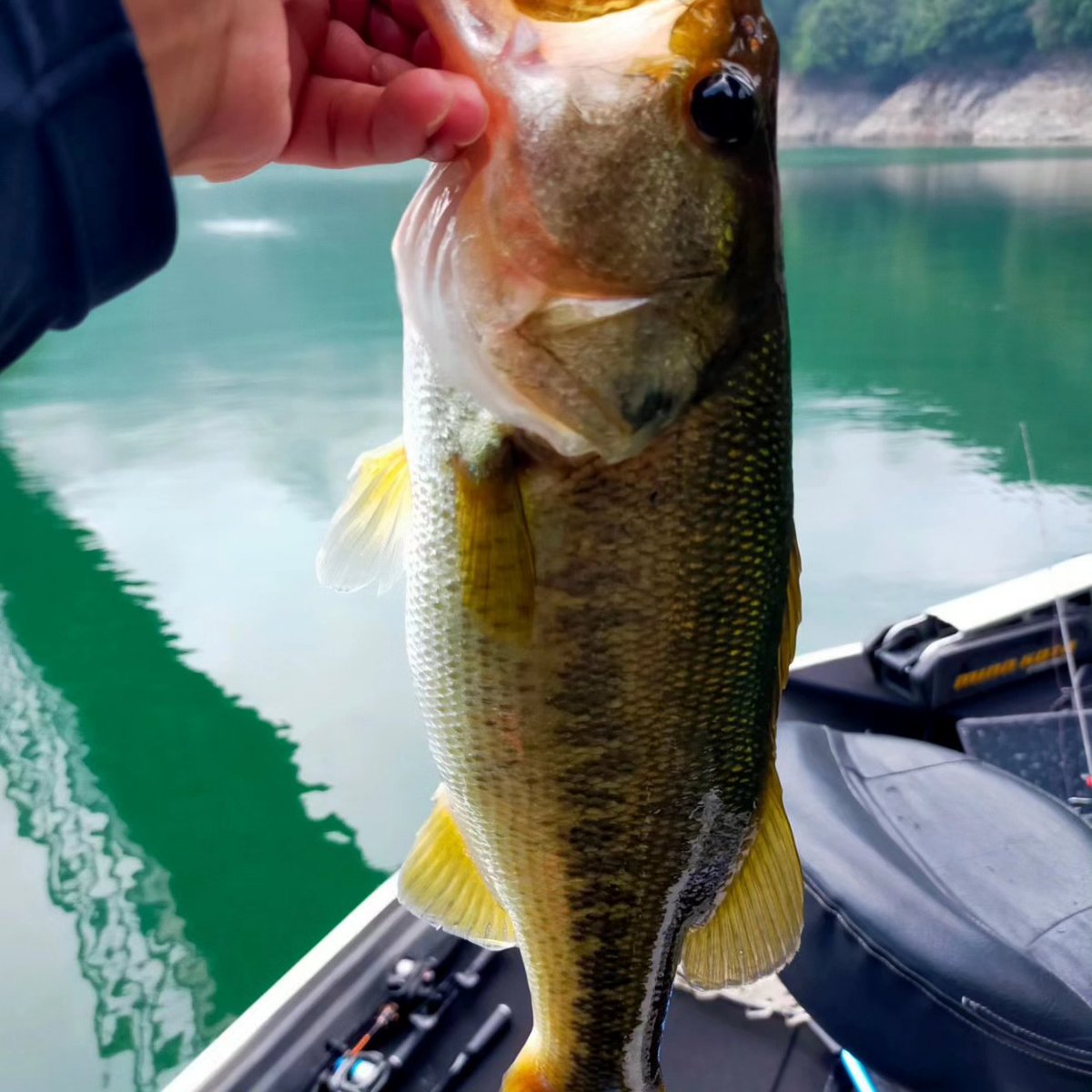 speedest22's tweet image. 池原day1
地震の影響で大幅に水を抜いて大減水😩バスも全く浮かず大苦戦😤
ダウスイ240もノーチェイス🥲
ディープの釣りで40前後は5本近く釣れるもののデカいのは無🫤
帰着間際にようやく浮き始めてて、サイトで呆気なく細身の50🐟️取りましたが再現性ゼロ🙄
明日のday2も苦戦しそうです😩
#Ｙ企画