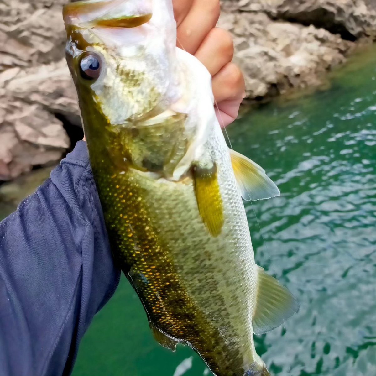 speedest22's tweet image. 池原day1
地震の影響で大幅に水を抜いて大減水😩バスも全く浮かず大苦戦😤
ダウスイ240もノーチェイス🥲
ディープの釣りで40前後は5本近く釣れるもののデカいのは無🫤
帰着間際にようやく浮き始めてて、サイトで呆気なく細身の50🐟️取りましたが再現性ゼロ🙄
明日のday2も苦戦しそうです😩
#Ｙ企画