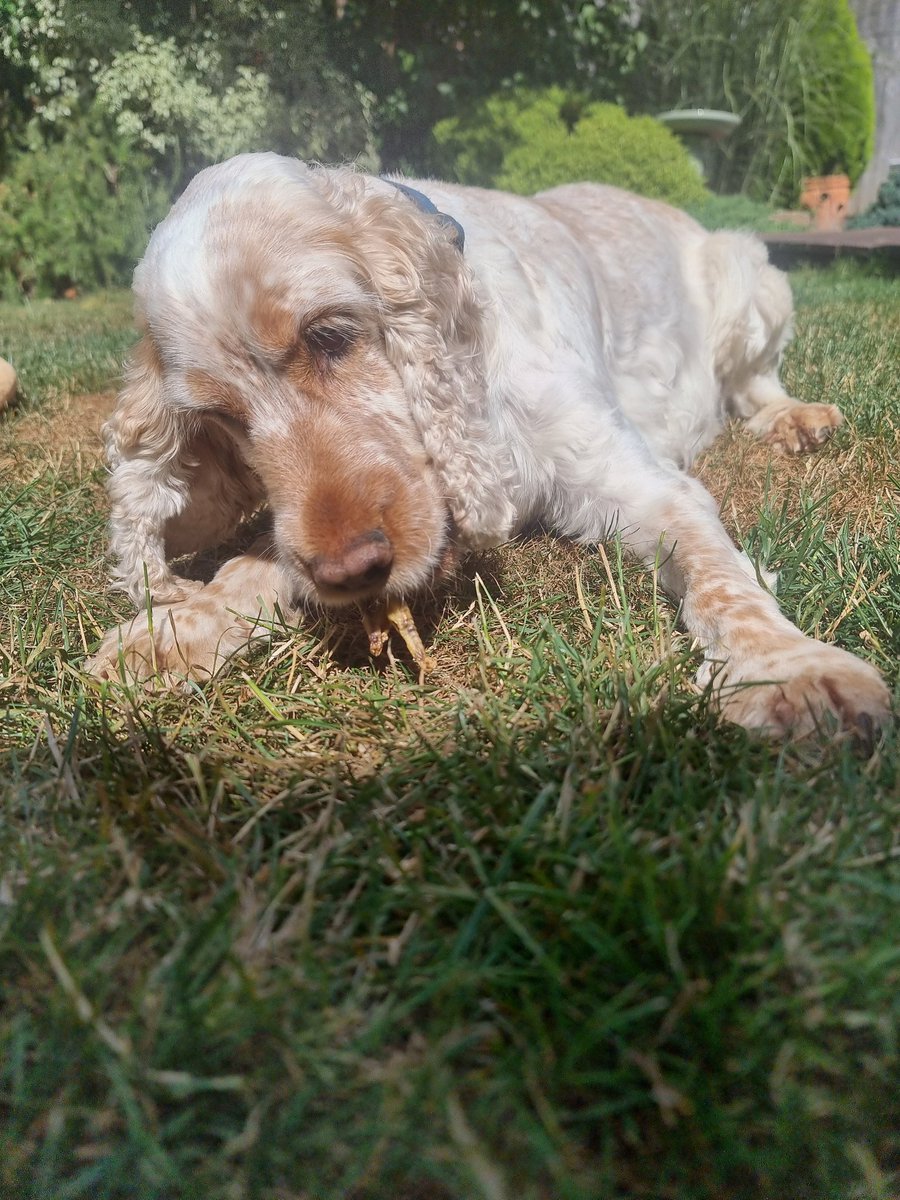 LeoLabrador9's tweet photo. I love a cheeky lunchtime chicken foot! What's your favourite snack?

Luv Sam the Dog

🐾🐕❤️🐕🐾 https://t.co/ZHYirhar5P