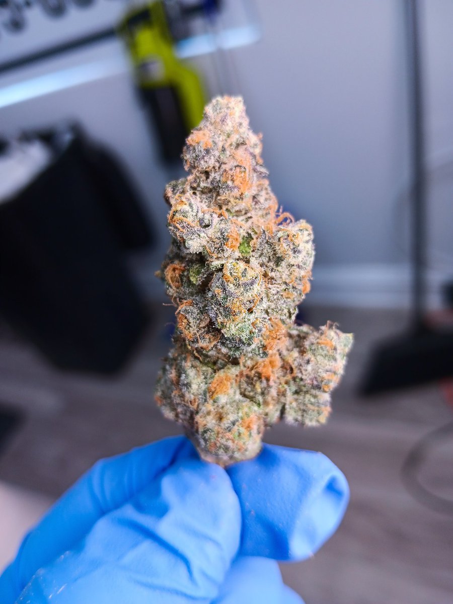 HempConnectKnox's tweet photo. Blockberry is back 🫠
#thca #cannabis #cannabisculture #hempcommunity https://t.co/sdEOCmW6pT