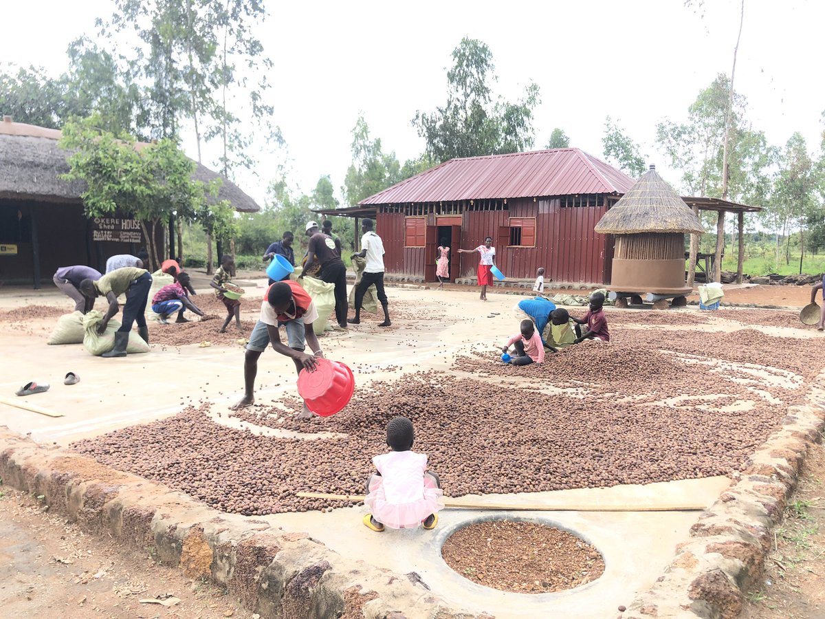 OjokOkello_'s tweet image. The #sheabutter that nourishes your hair and skin is a result of a laborious and painstaking but collective and lovely work of children and women who wake up at 4am to harvest the fruits, dry the nuts and produce the butter. So let’s talk #FairTrade. 
#OkereSheaButter