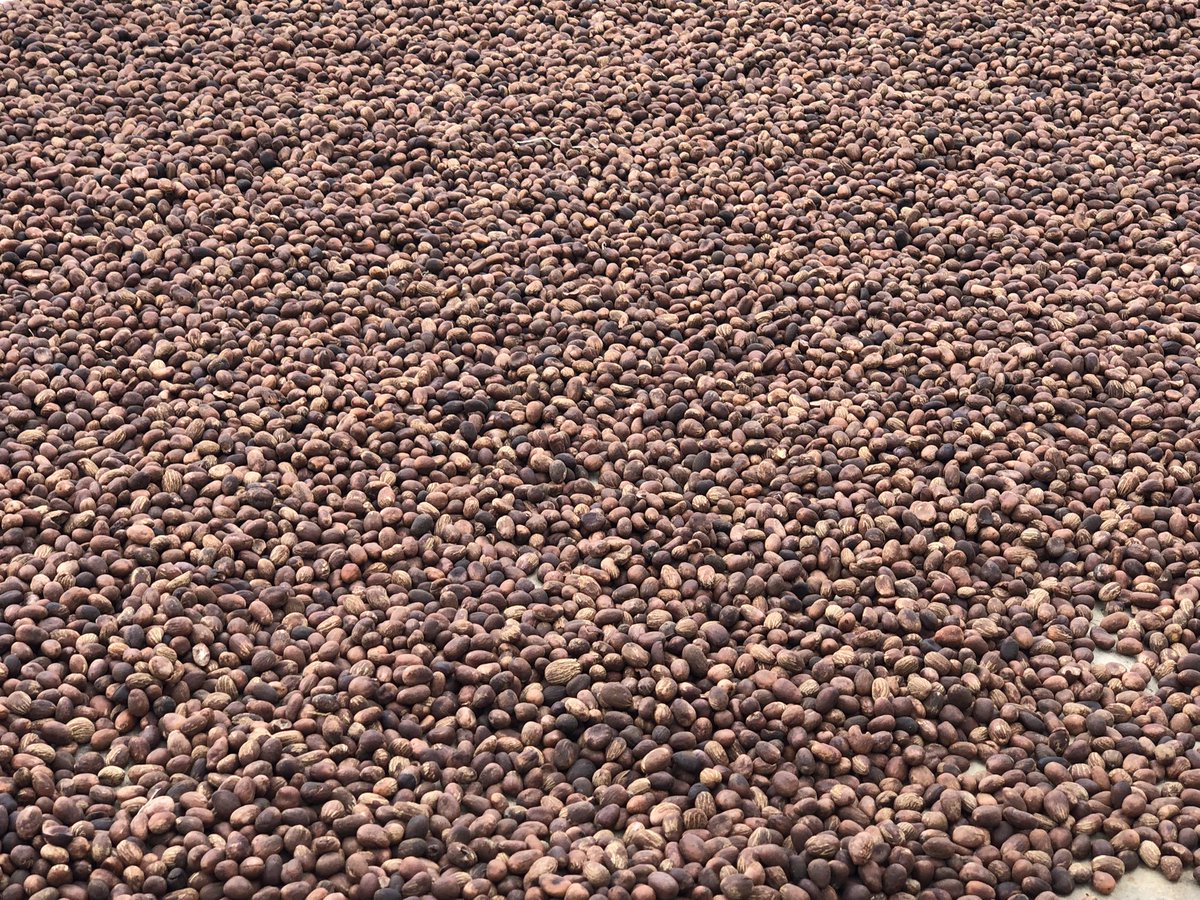 OjokOkello_'s tweet image. The #sheabutter that nourishes your hair and skin is a result of a laborious and painstaking but collective and lovely work of children and women who wake up at 4am to harvest the fruits, dry the nuts and produce the butter. So let’s talk #FairTrade. 
#OkereSheaButter