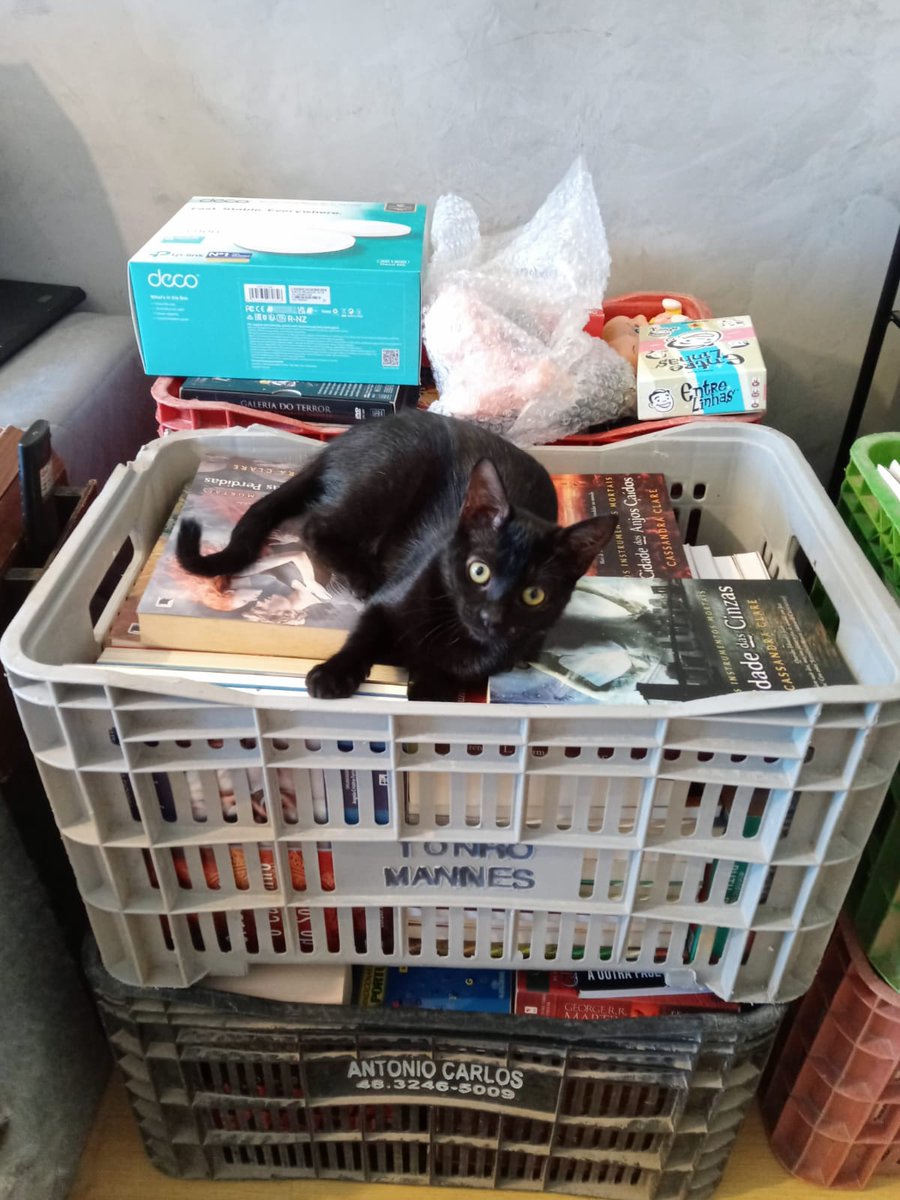 lomomolomomolo's tweet photo. buffy a ajudante de mudanças https://t.co/Cic1kzdhrP