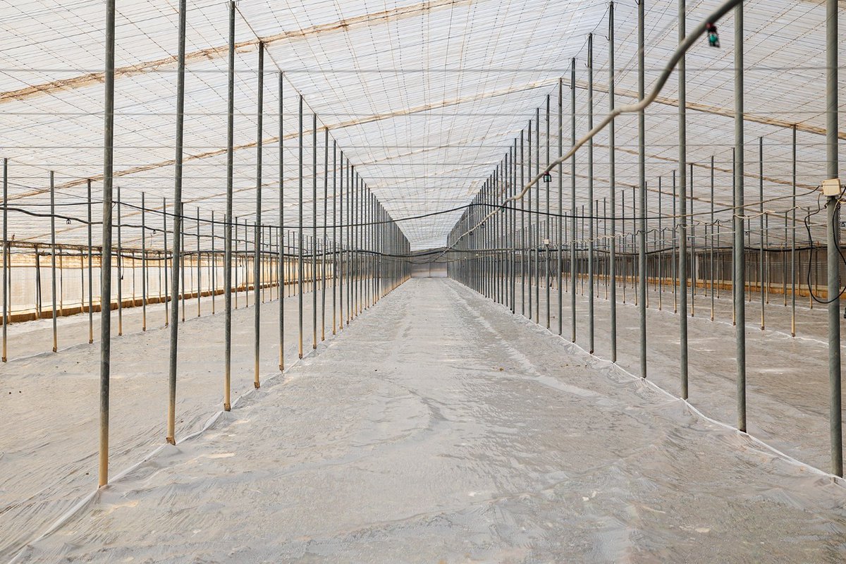 Mercagrisa tweet media