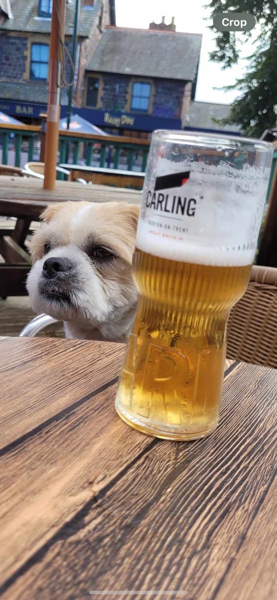 Teddy guarding my <a href="/carling/">Carling</a> for me 🤣 pit stop after a long run on the beach. #carling #pitstop #beachday