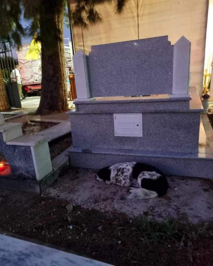 Φιλοζωικος σύλλογος Αιγιαλείας τα φιλαράκια ‼️🆘‼️🆘‼️Αυτό το σκυλάκι είναι στο νεκροταφείο Τεμενης. Το αναγνωρίζει κάποιος? Filozwikosaigialeias@hotmail.com - email