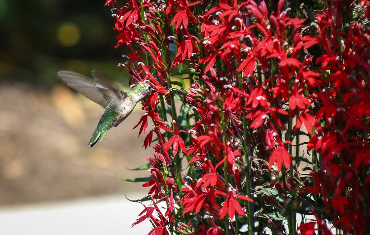 Good morning! The State Fair of West Virginia is humming with excitement! When you stop by be sure to visit the WVU Extension Heritage Garden and stop by to talk with a WVU Extension Master Gardeners!