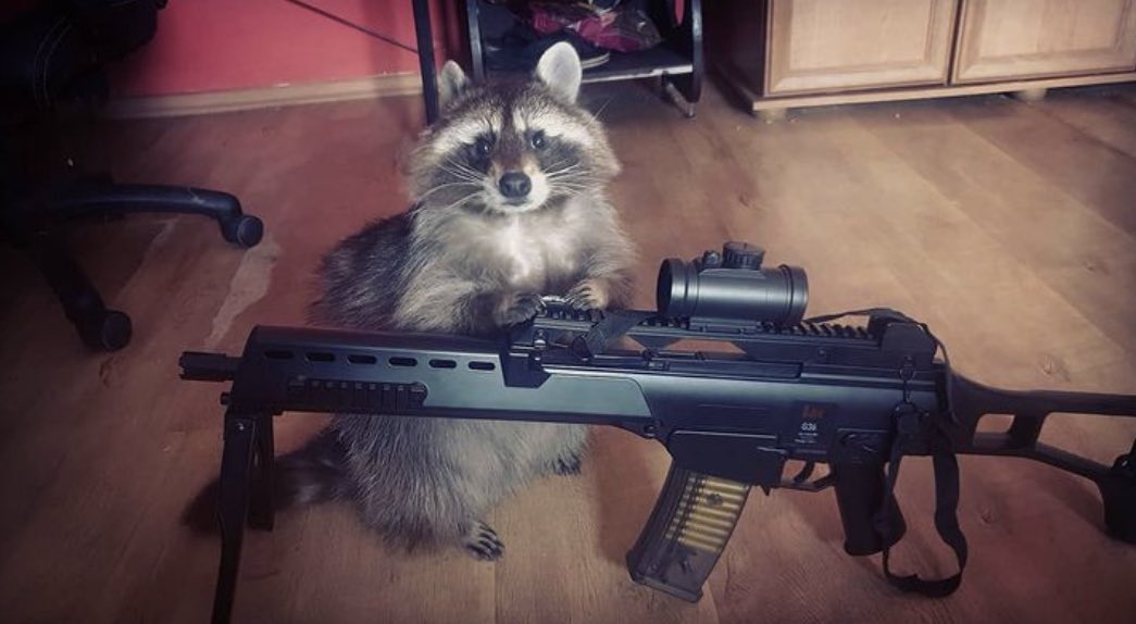 sweetraccoons's tweet photo. 🔫🦝 https://t.co/r3aH2skXc9