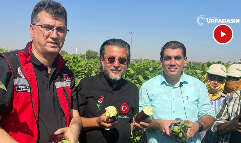 urfadasin's tweet photo. Birecik Patlıcanın Lezzet Yolculuğu Hasatla Başladı 
👇
https://t.co/qT3UsQGg7Z 

#Urfa #sanliurfa #patlican #balcan #birecik @mehmetaksoy1972 @RamazanBingol @birecikkaymakam https://t.co/rR1U5yL81n