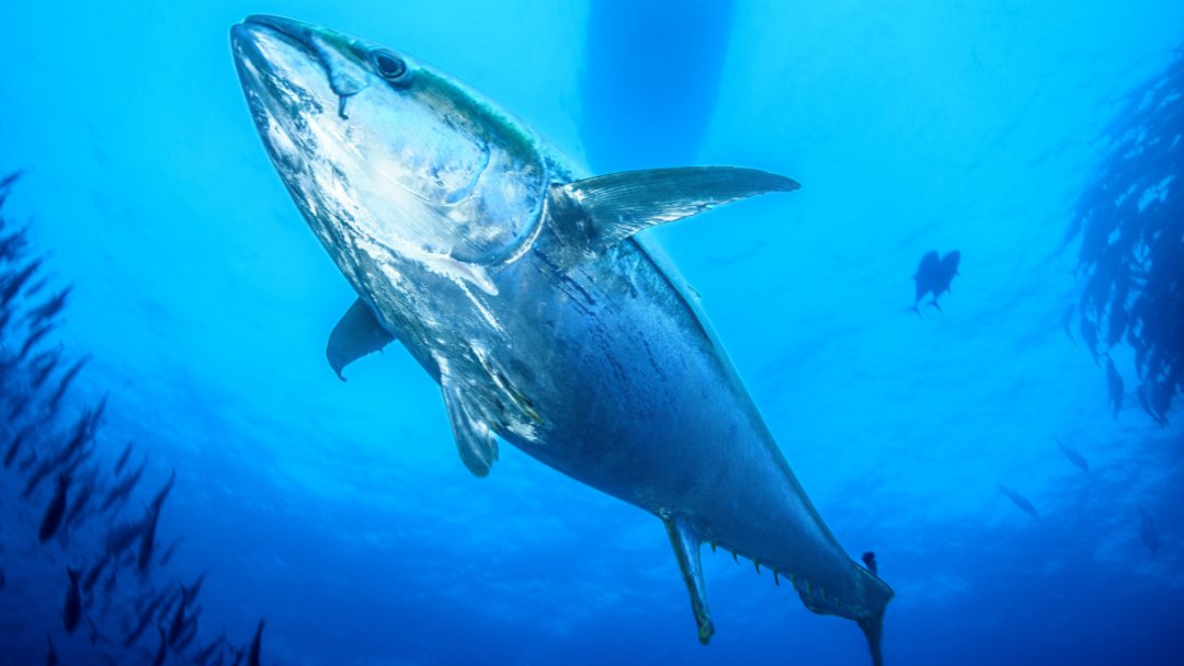 A huge thank you to everyone that entered our 2024 Galapagos Photography Competition! 

As we wait to see who will be named the winner of our public choice vote, why not check out the winning photos of this year's categories: tinyurl.com/PhotoCompetiti…

📷 ©️ Bradley Dunbaugh