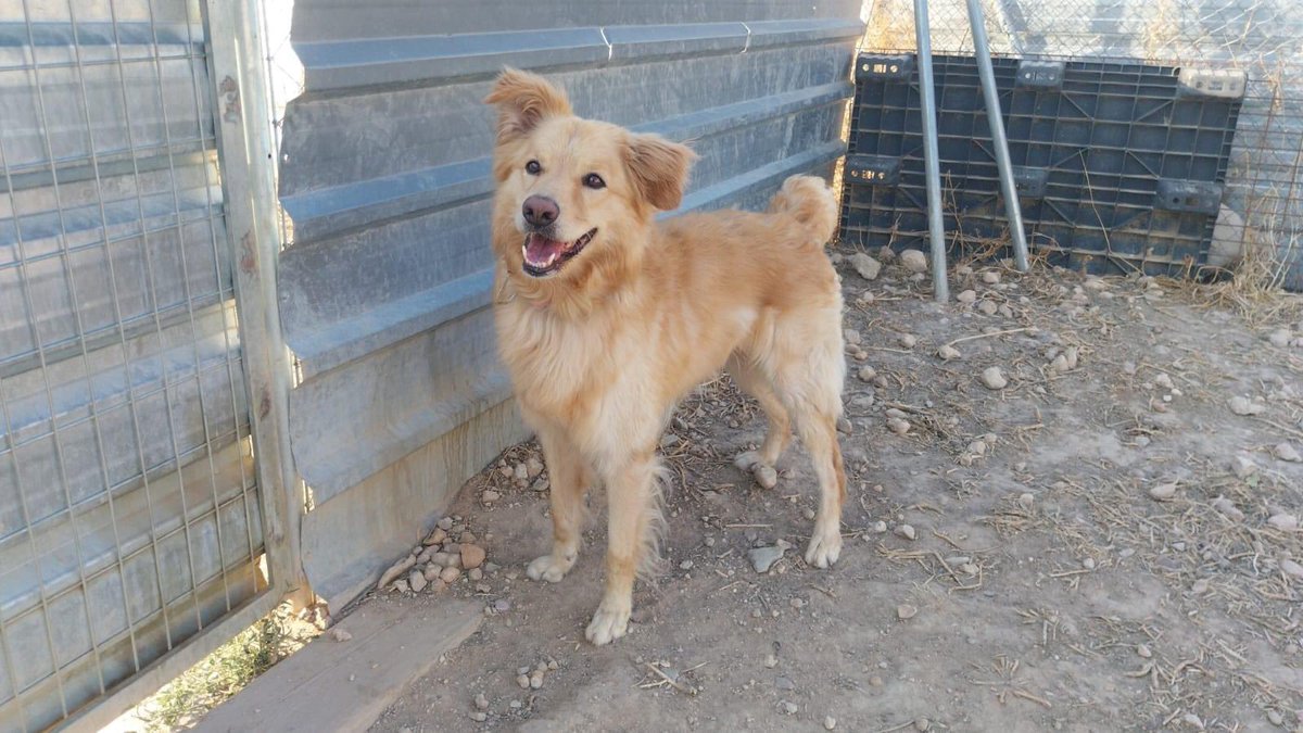 axlamadrid.org tweet media