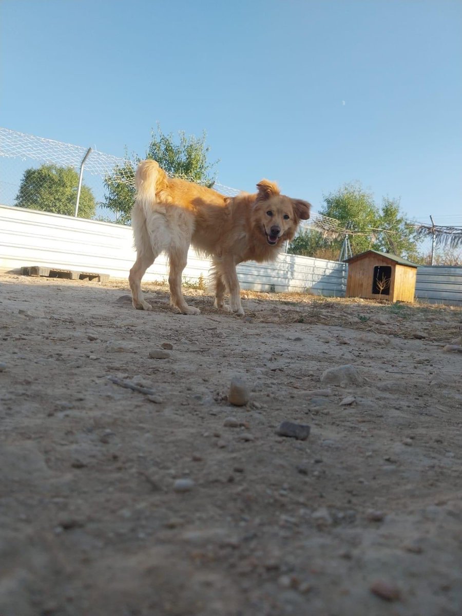 axlamadrid.org tweet media