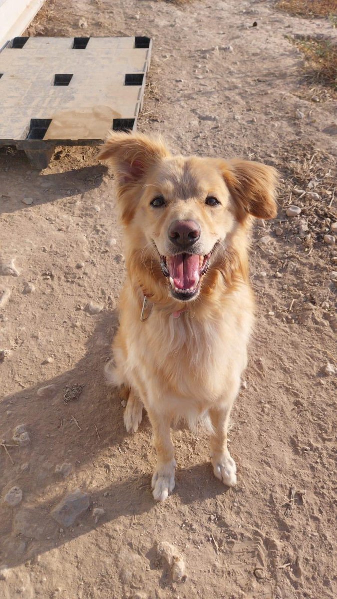 axlamadrid.org tweet media