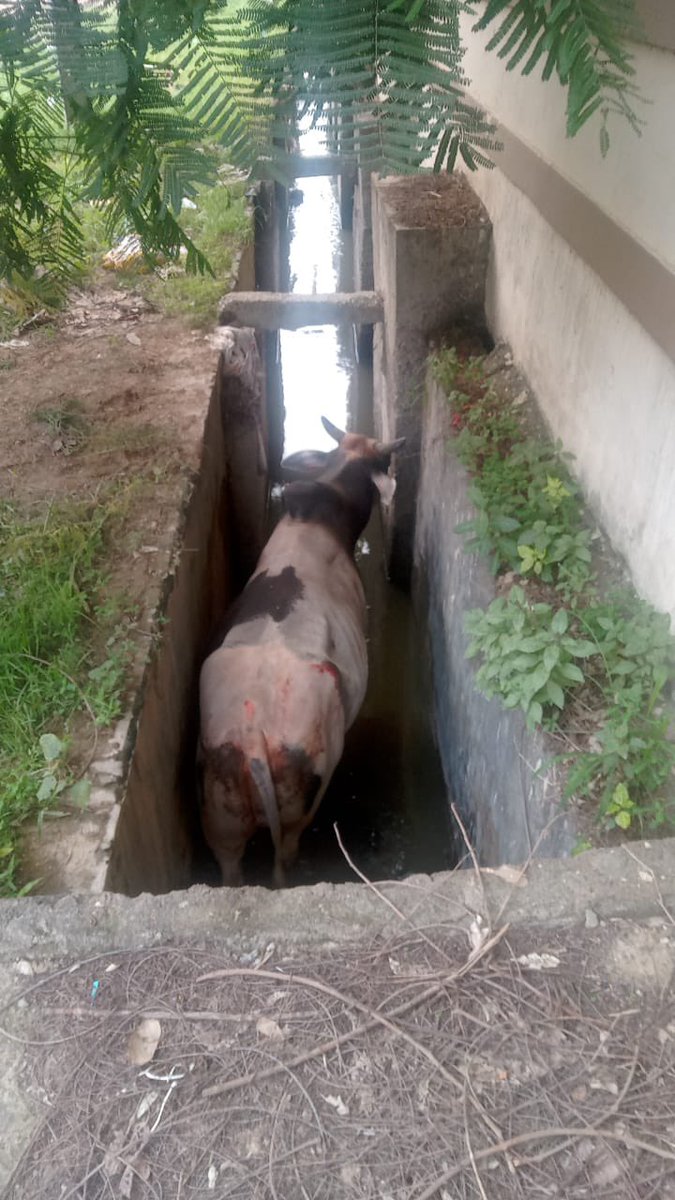 .<a href="/OfficialGNIDA/">Greater Noida Industrial Development Authority</a> this is the second instance in the month where a cow got stuck in these open drains.
Also these drains are the breeding places for mosquitoes 🦟.
How many more years will it take to cover these drains?
We have requested several times.
<a href="/nefowaoffice/">NEFOWA</a> <a href="/CPCB_OFFICIAL/">Central Pollution Control Board</a>