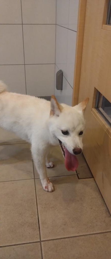 agenegidokkoi's tweet photo. 東京都 新宿区早稲田鶴巻町付近にて迷子犬を保護しました。
飼い主に心当たりのある方はDM頂けますと幸いです。
 #迷い犬 #迷子犬 #拡散希望 https://t.co/48lm6XTUwg