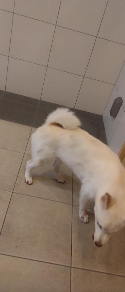 agenegidokkoi's tweet photo. 東京都 新宿区早稲田鶴巻町付近にて迷子犬を保護しました。
飼い主に心当たりのある方はDM頂けますと幸いです。
 #迷い犬 #迷子犬 #拡散希望 https://t.co/48lm6XTUwg