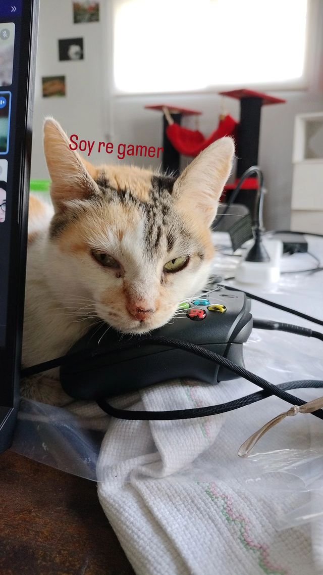 FromTvoid's tweet photo. Here are Clau (short for Claudio: @laublink1 wanted a name similar to 'cloud' but less corny ☁️), Bea (short for Beatriz) and Fusi (short for Fusión, because her fur looks like a mixing bowl) 🍜

Fusi is the daughter of Bea, they are both rescues 🤍 https://t.co/EdoCHlc0yV