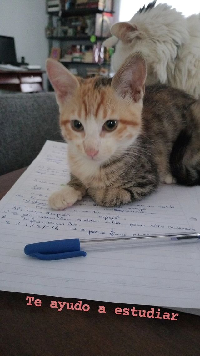 FromTvoid's tweet photo. Here are Clau (short for Claudio: @laublink1 wanted a name similar to 'cloud' but less corny ☁️), Bea (short for Beatriz) and Fusi (short for Fusión, because her fur looks like a mixing bowl) 🍜

Fusi is the daughter of Bea, they are both rescues 🤍 https://t.co/EdoCHlc0yV