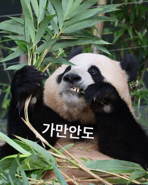 mywinterfu's tweet photo. 푸바오야외방사장보호막설치
#물병투척_션수핑_꼬마
복보푸바오를지켜주세요
#의자투척_션수핑_안전가림막
푸바오는우리보물입니다
#SaveFubao

근데 ㅋ 보호기지라면서 .. ㅋ 접객시키려고 홍보물 내는거 말이 되나 ㅋㅋㅋㅋㅋㅋㅋ이 샠히들 장난하나 진짜 https://t.co/xBlabGM5vX