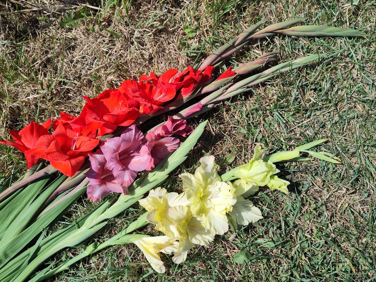 The hottest day of the year so far was in Cambridge earlier this week, but the allotment was still buzzing and full of life and produce. #AllotmentLife #growyourown